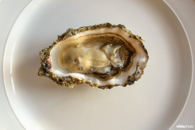 Japanse oester