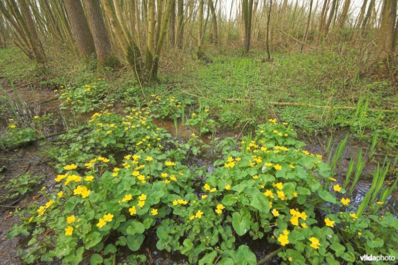 Dotterbloemen in vochtig elzenbroekbos