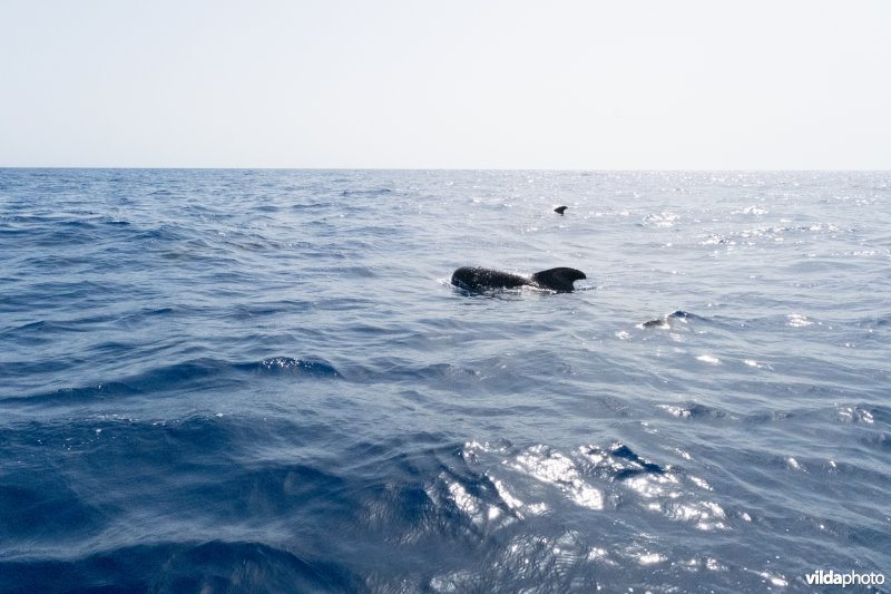 Indische Grienden voor de kust van La Gomera, Canarische Eilanden.