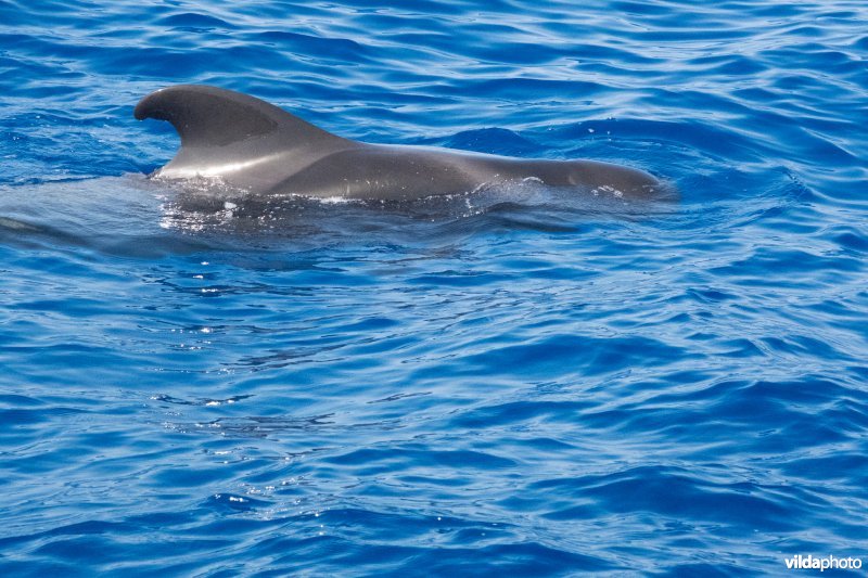 Indische Grienden voor de kust van La Gomera, Canarische Eilanden.