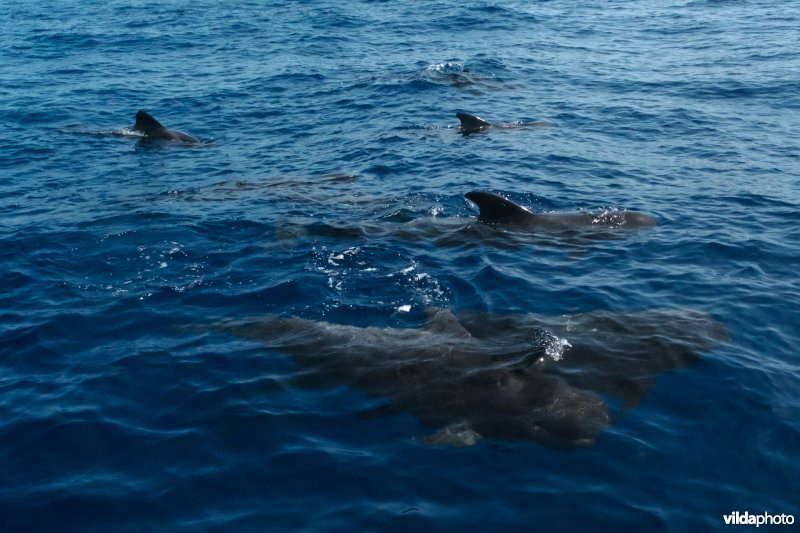 Indische Grienden voor de kust van La Gomera, Canarische Eilanden.