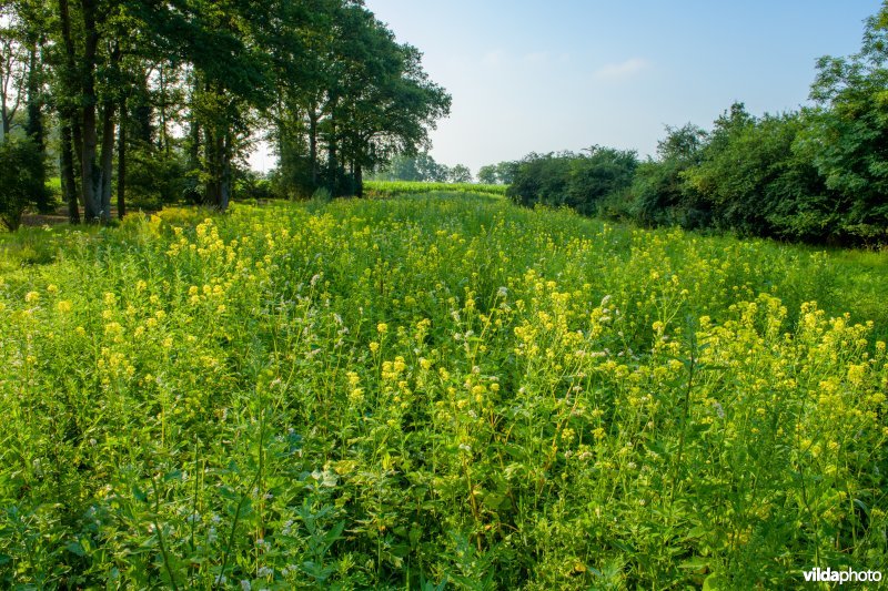 Landgoed Reuversweerd