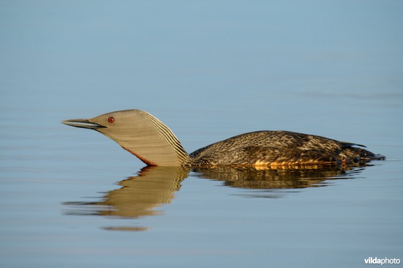 Roodkeelduiker