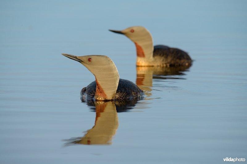 Roodkeelduiker