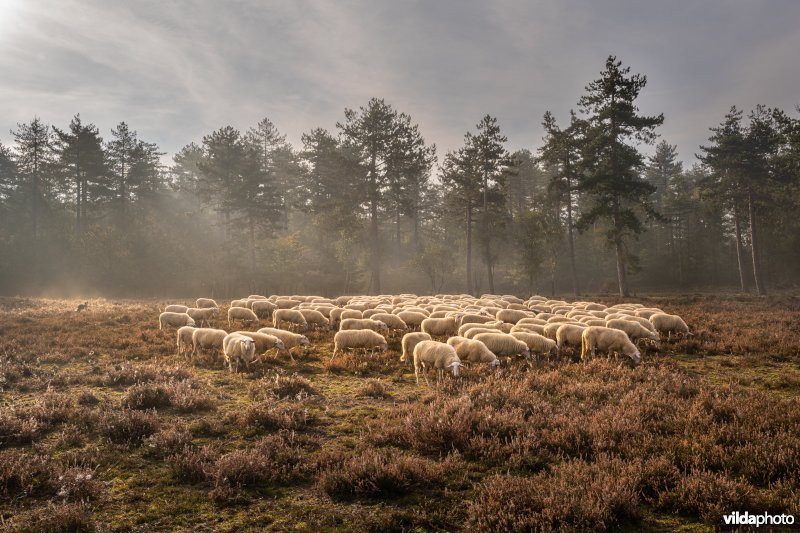 Schaapskudde op de Loenermark