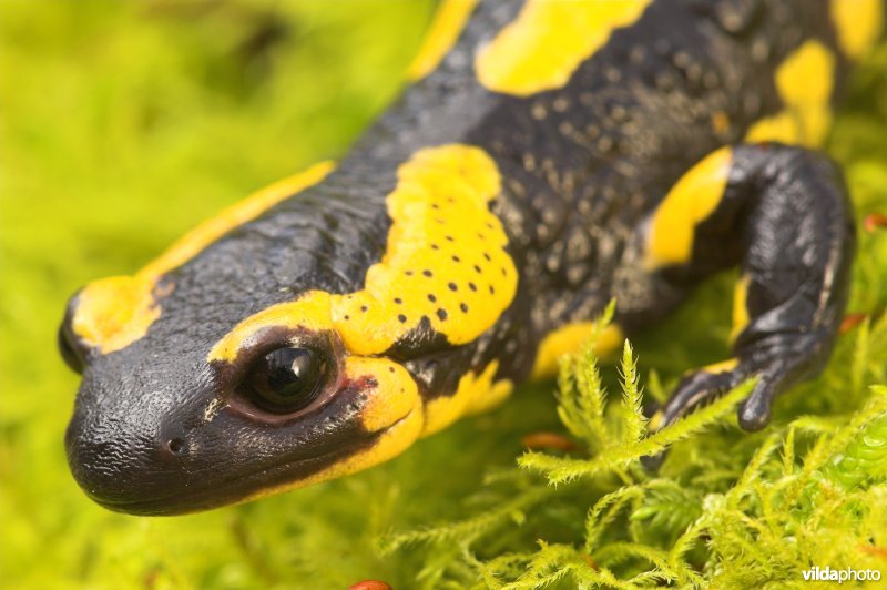Vuursalamander