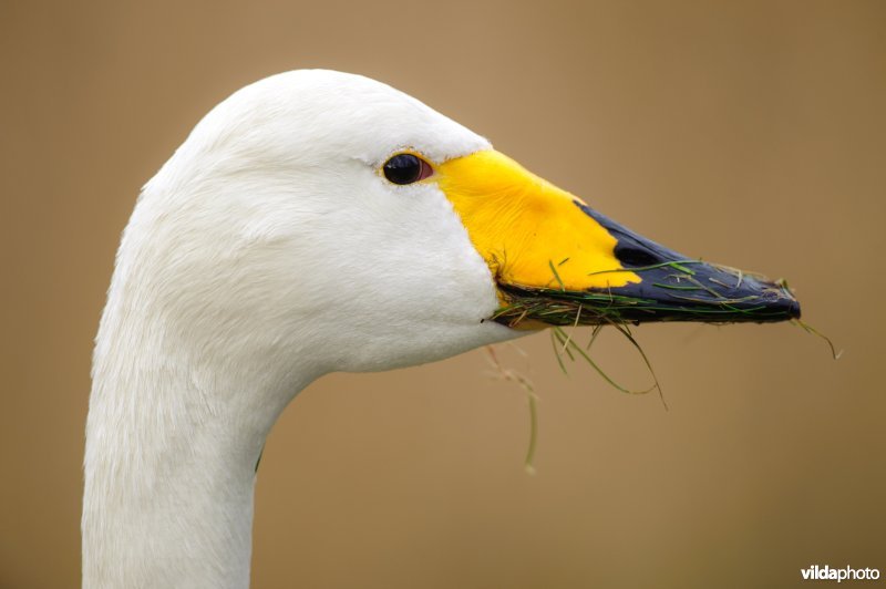 Close-up van wilde zwaan