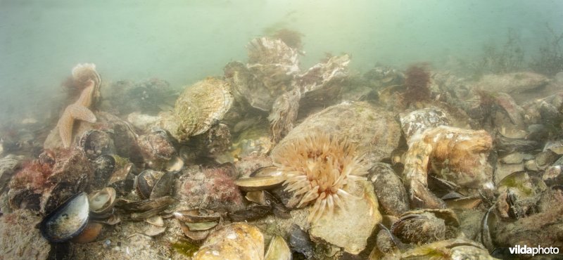 Oesterbank met Platte oester of Zeeuwse oester en Zeedahlia