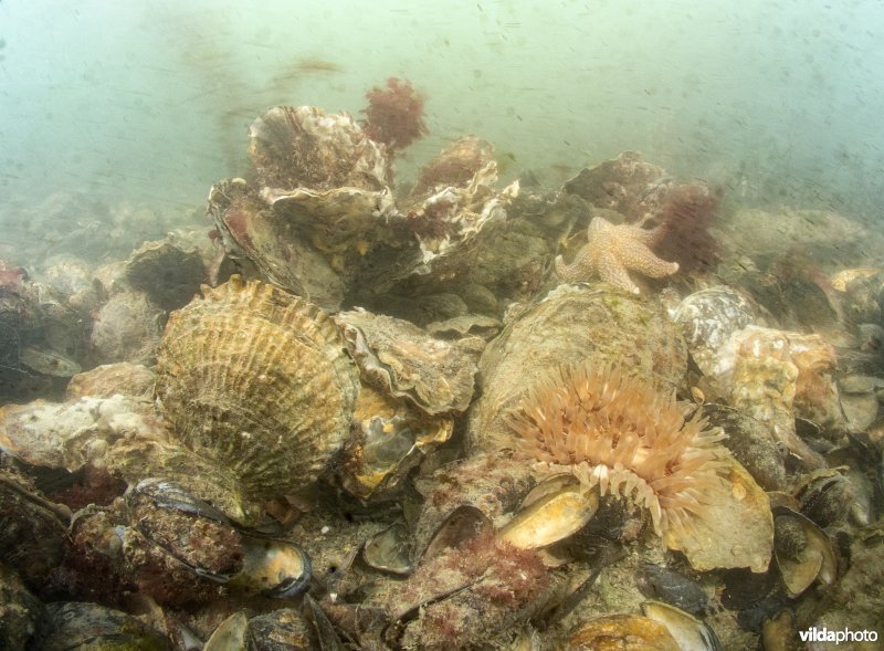 Oesterbank met Gewone of Platte oester