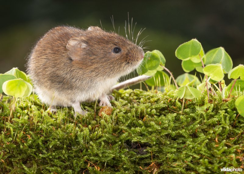 Rosse woelmuis