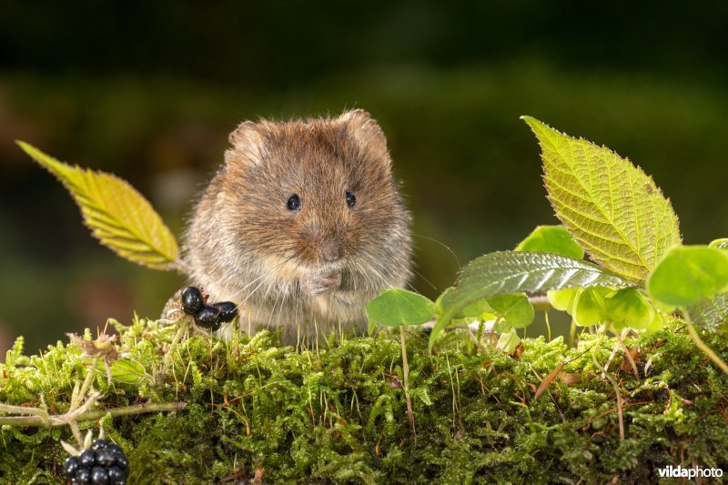 Rosse woelmuis