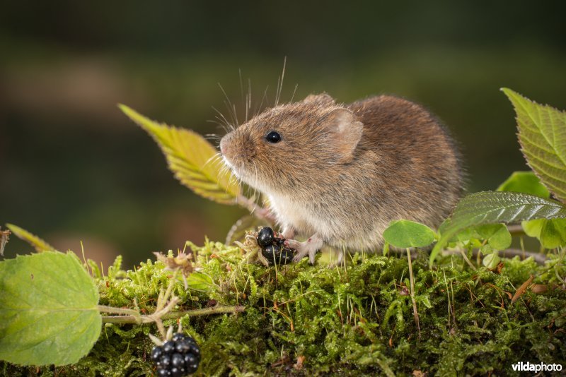 Rosse woelmuis
