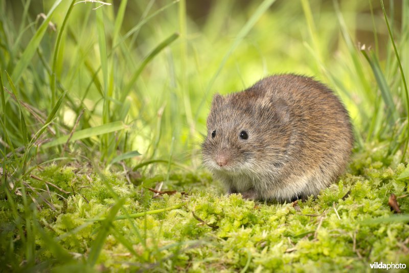 Aardmuis