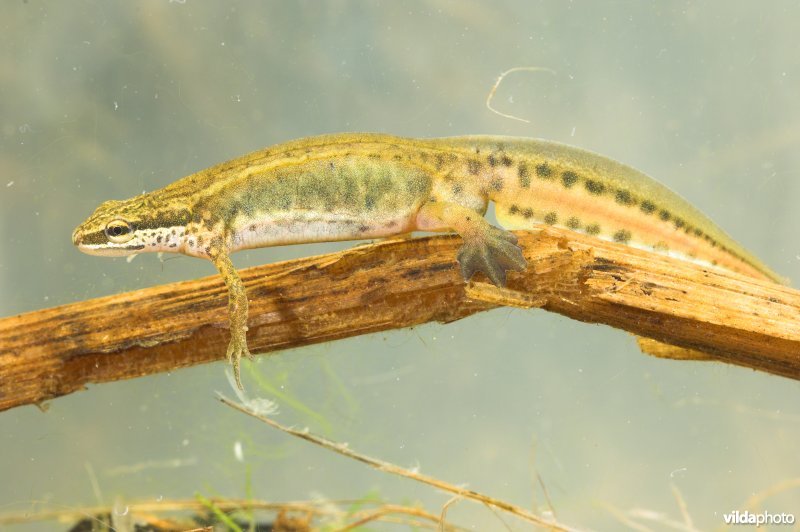 Vinpootsalamander