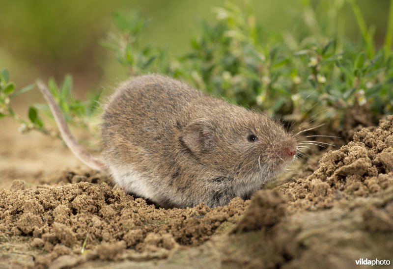 Ondergrondse woelmuis