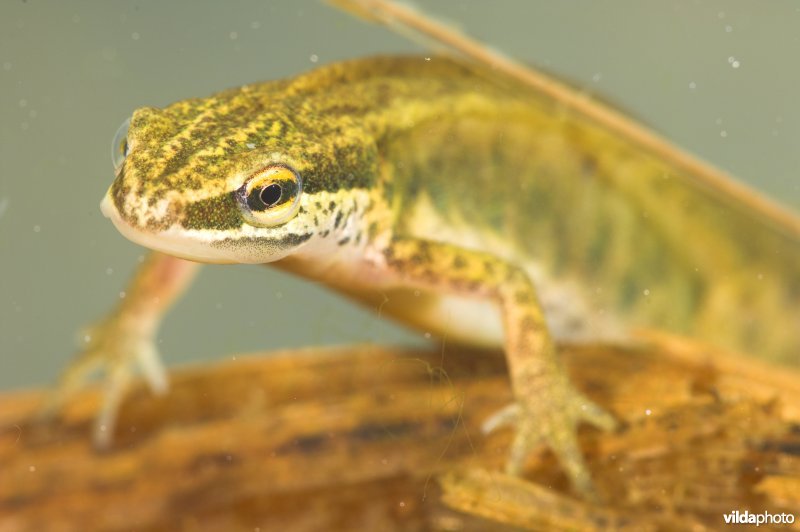 Vinpootsalamander