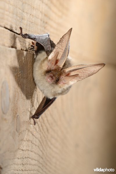 Gewone grootoorvleermuis