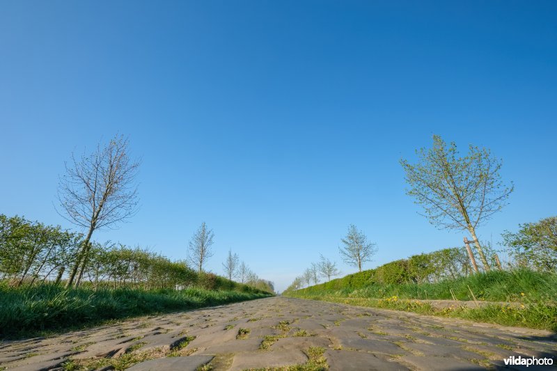 Gemengde haag met solitairen