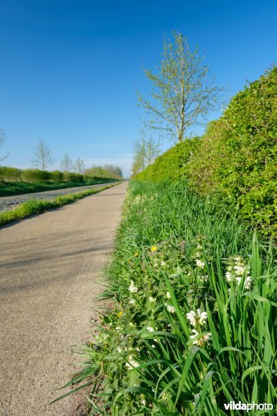 Gemengde haag met solitairen