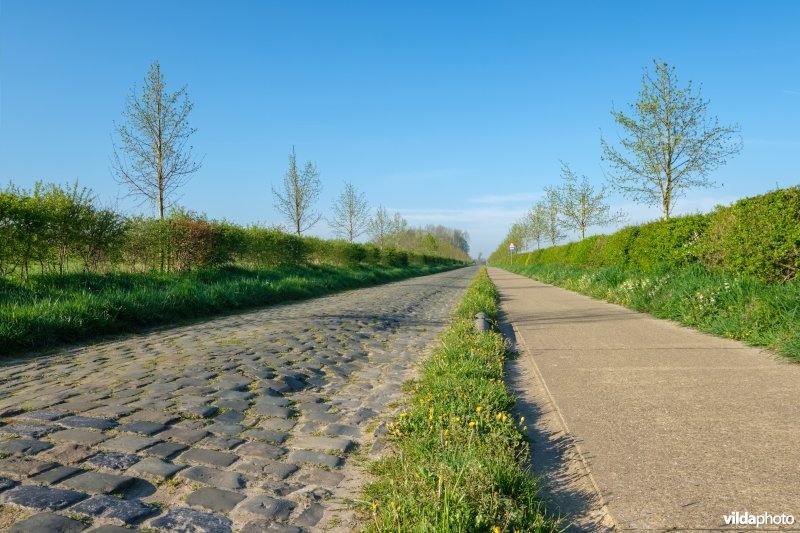 Gemengde haag met solitairen