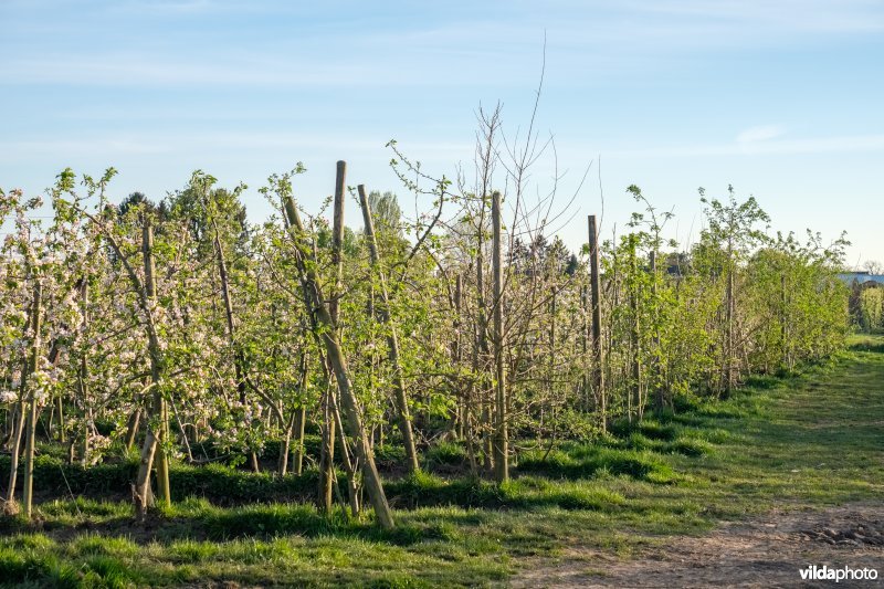 Kopbomen