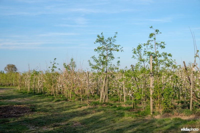 Kopbomen