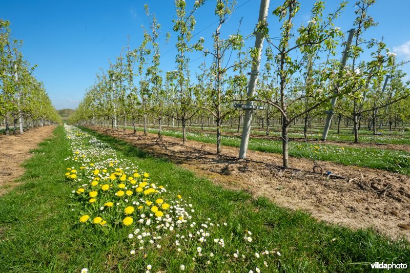 Gefaseerd maaibeheer