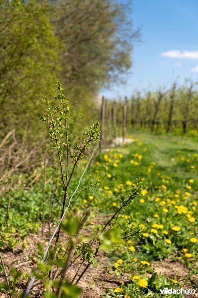 Berm aan de Herk