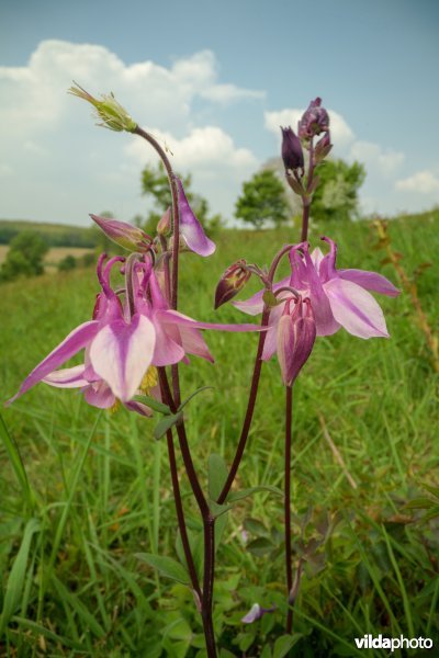 Kunderberg, Zuid-Limburg