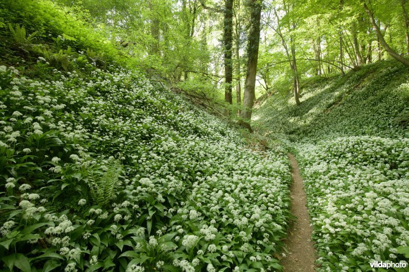 Savelsbos, Zuid-Limburg