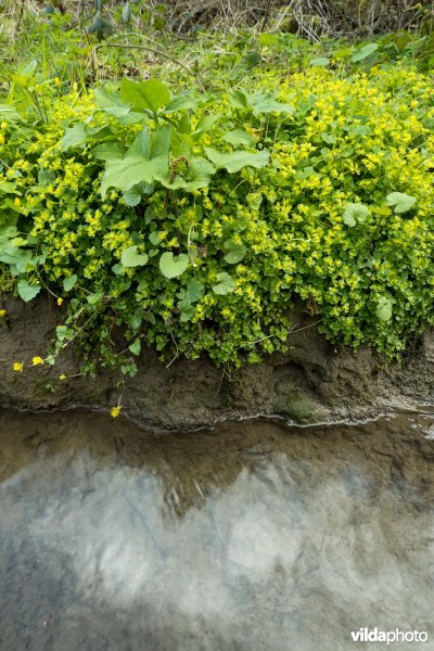 Goudveil naast een beekje
