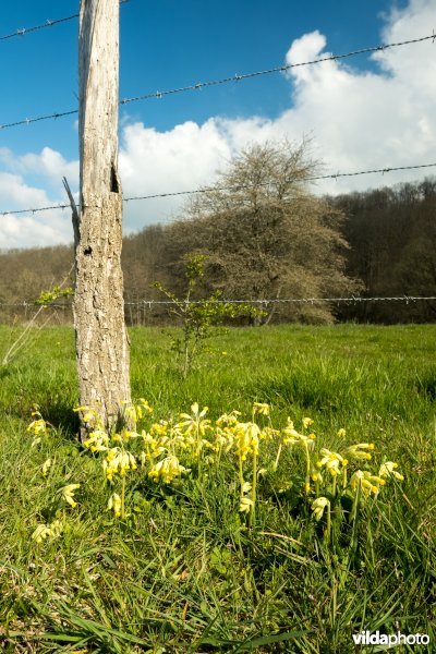 Gulden sleutelbloem