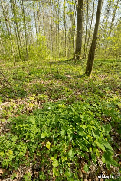 Rijke voorjaarsflora in een valleibos