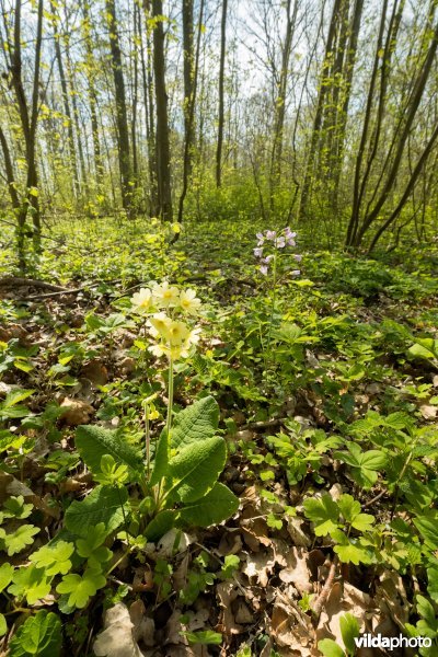 Rijke voorjaarsflora in een valleibos