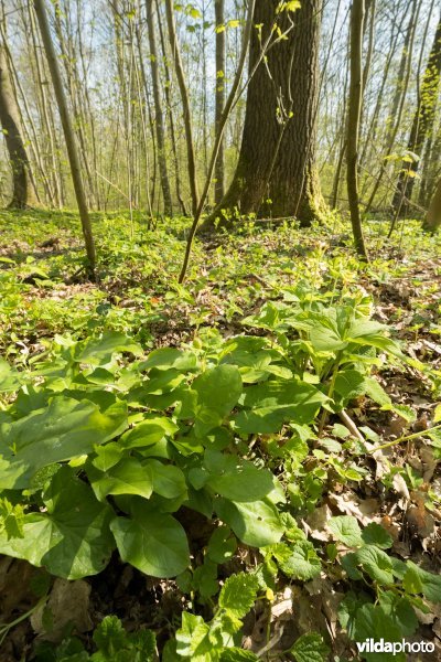 Rijke voorjaarsflora in een valleibos