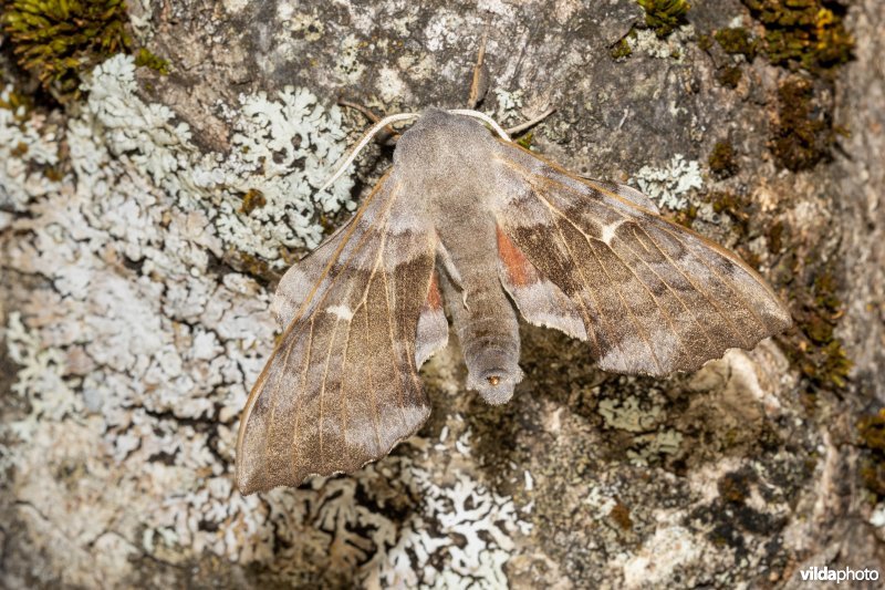 Populierenpijlstaart