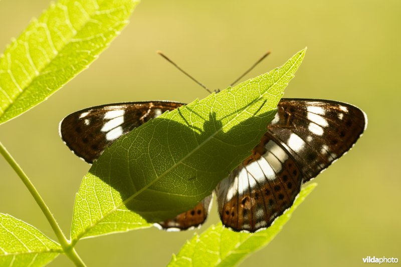 Kleine ijsvogelvlinder