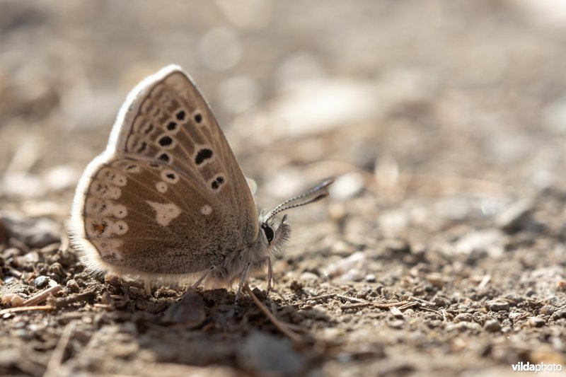 Noordelijk mansschildblauwtje