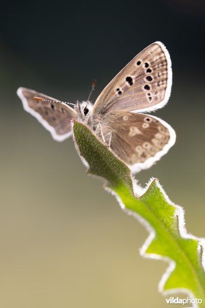 Noordelijk mansschildblauwtje