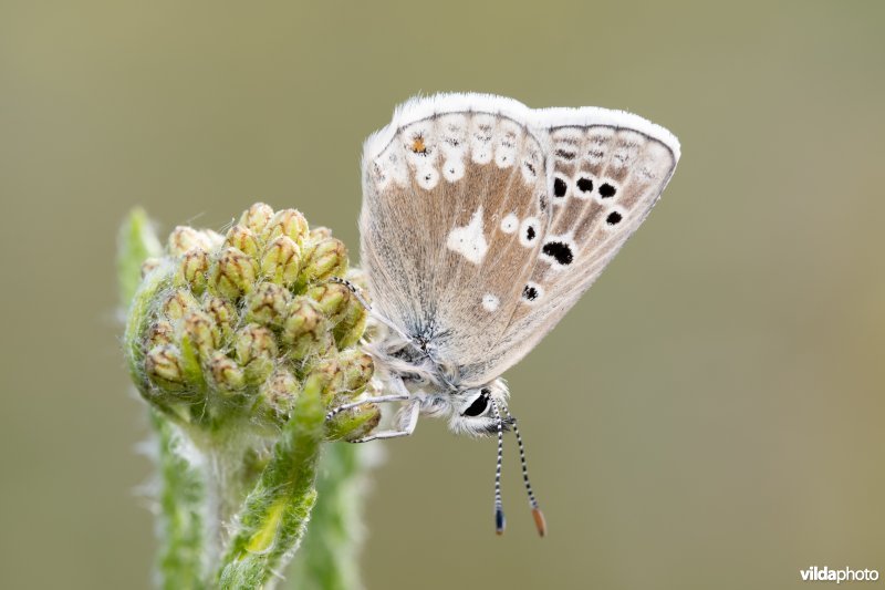 Noordelijk mansschildblauwtje