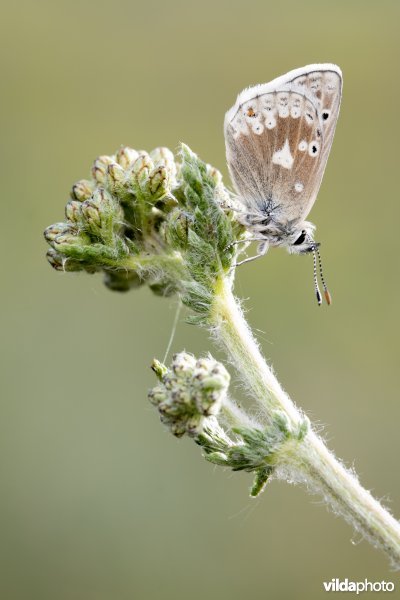 Noordelijk mansschildblauwtje