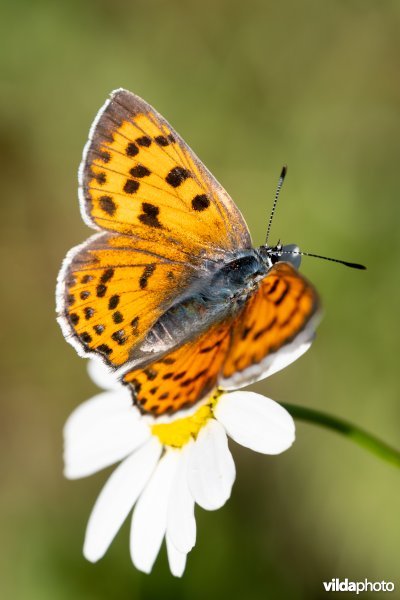 Violette vuurvlinder