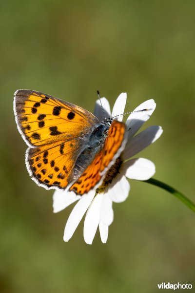 Violette vuurvlinder