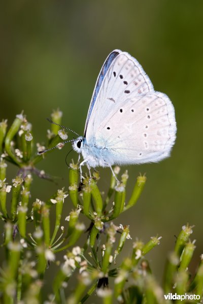 Getand blauwtje