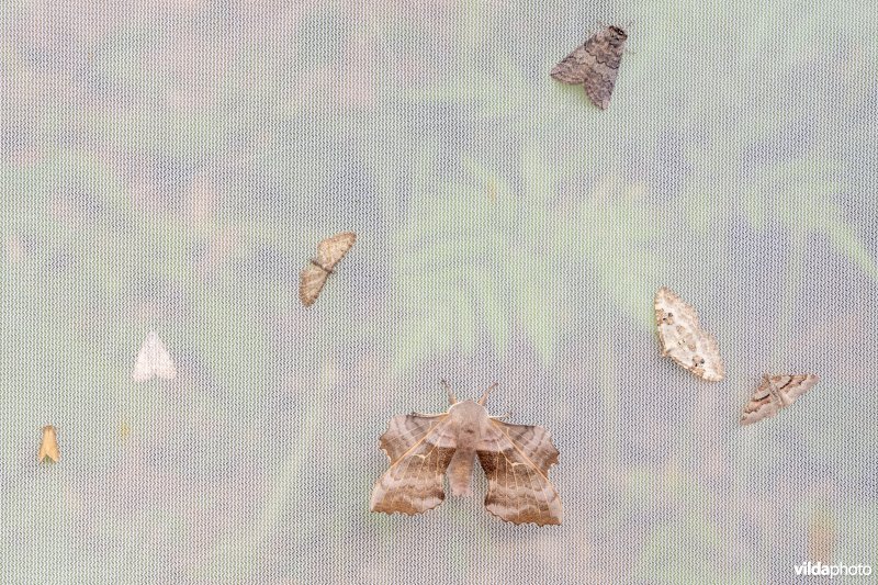 Nachtvlinders in vlinderval