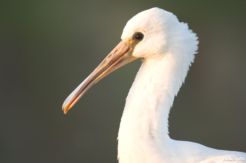 Jonge lepelaar