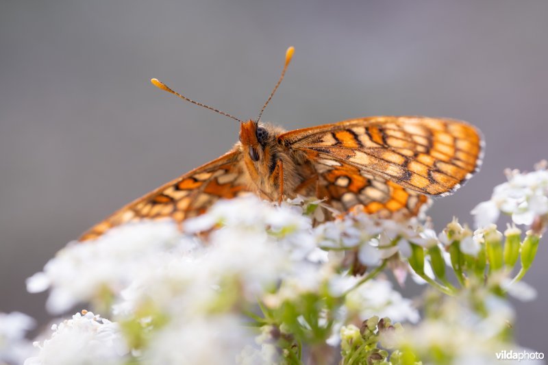 Oranjebonte parelmoervlinder