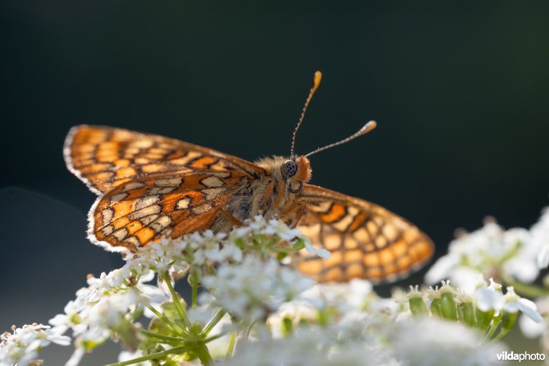 Oranjebonte parelmoervlinder