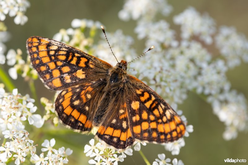 Oranjebonte parelmoervlinder