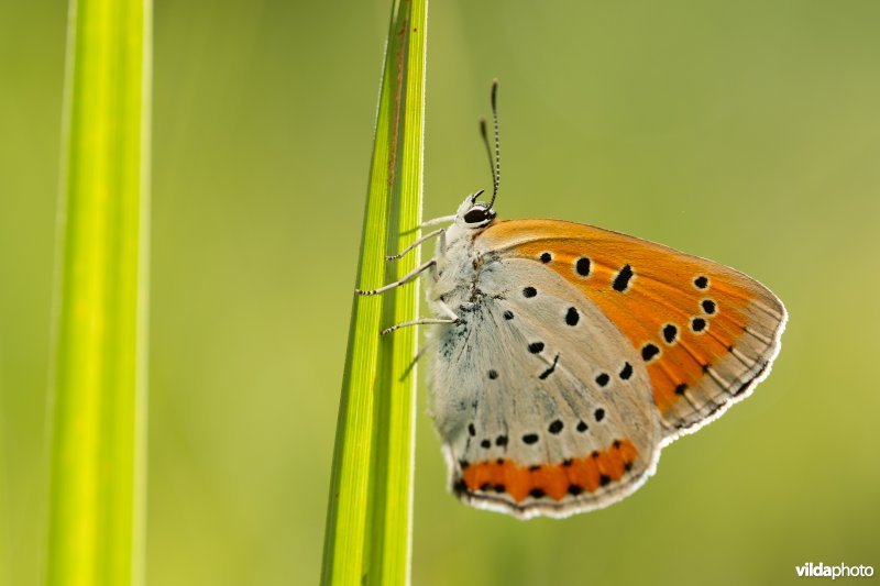 Nederlandse Grote vuurvlinder